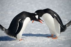 12B Two Gentoo Penguins Perform Their Mating Ritual On Aitcho Barrientos Island In South Shetland Islands On Quark Expeditions Antarctica Cruise.jpg